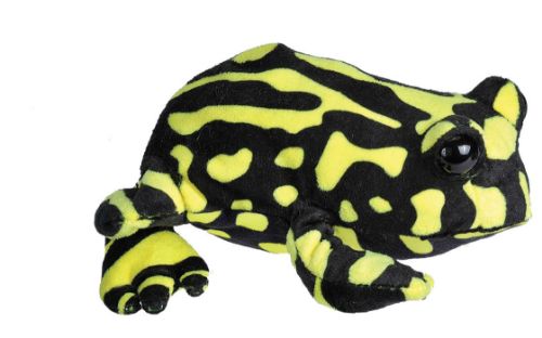 Picture of CORROBOREE FROG 23CM NOSE TO FOOT